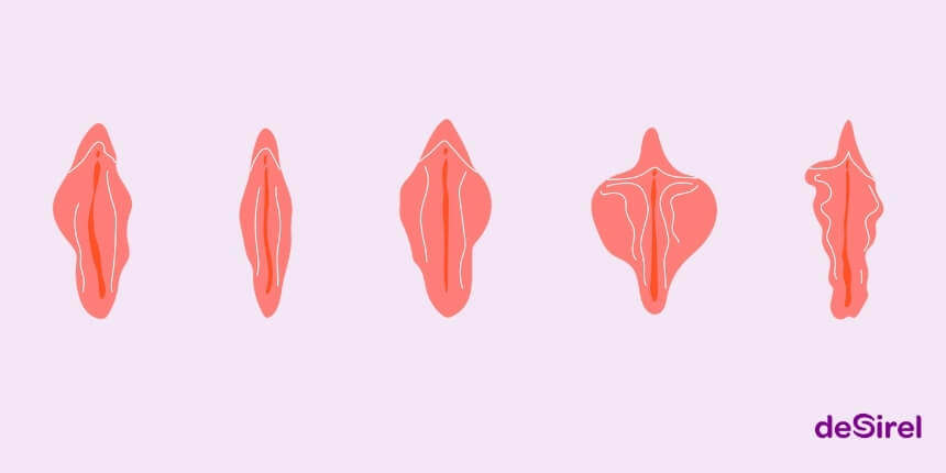 Soorten vagina vormen, schaamliptypes en zelfvertrouwen | Desirel.be Sexshop